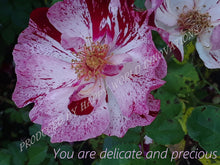 Load image into Gallery viewer, Personalized Postcards